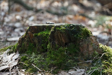 stump with moss