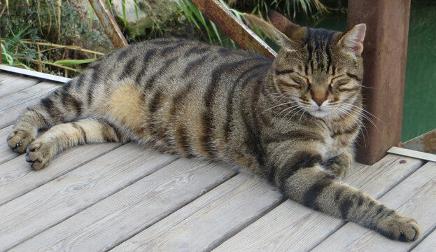 Brown striped domestic cat sleeping on river bridge. Close-up. Summer day.