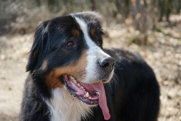 bernese mountain dog