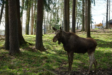 Elk in the woods