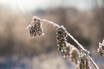 Hoarfrost and snow on the branch. Sunny winter morning