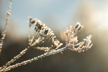 Hoarfrost and snow on the branch. Sunny winter morning