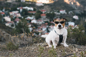 Dog with mean face wearing sunglasses looking like bandit. Dog snarling and barking guard its...