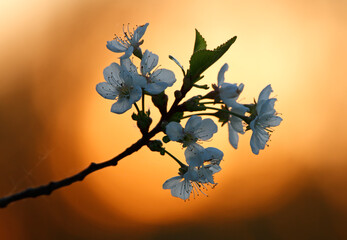 flowers on a branch at sunset
