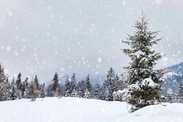 Harsh winter landscape beautiful snowy fir trees