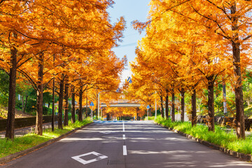 Fototapeta premium 秋・紅葉イメージ メタセコイア