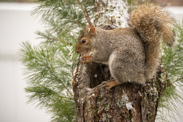 squirrel on tree stump. Rotted out tree stump