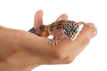 Leopard gecko or Eublepharis macularius on the hand isolated on white background with clipping path...