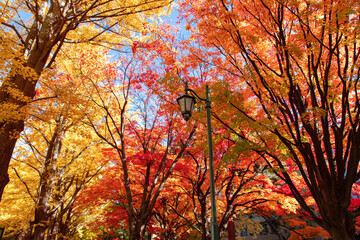 札幌市　イチョウ並木の紅葉