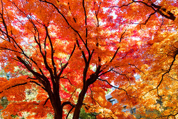 札幌市　イチョウ並木の紅葉