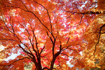 札幌市　イチョウ並木の紅葉
