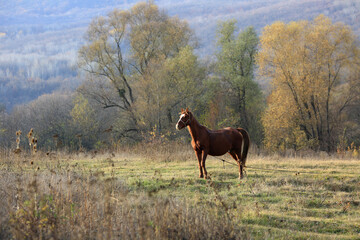 Horse grazes on a green lawn in autumn in the countryside of Crimea
