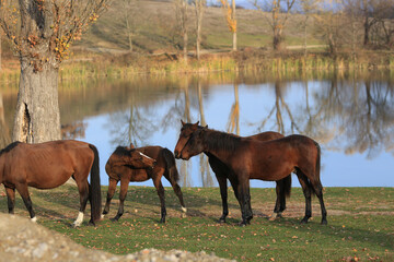 Horses graze freely in the Crimean countryside by the lake