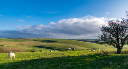 Naklejka premium A view across the South Downs