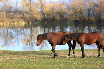 Horses graze freely in the Crimean countryside by the lake in autumn