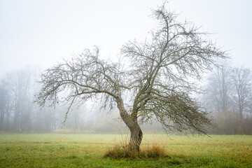 Obraz premium Tree in a fog.Apple tree with fallen down leaves
