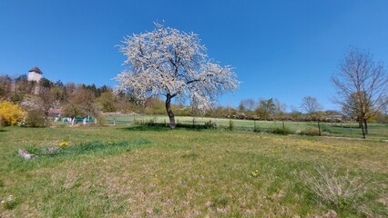 kirschbaumbl&uuml;te