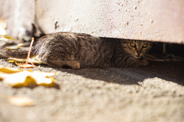 The kitten hides in the basement. A stray kitten on the street.