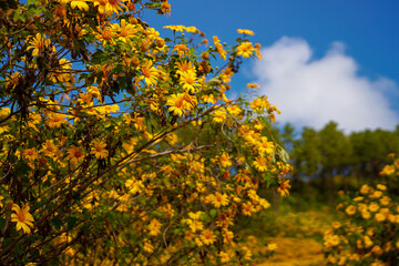yellow flowers and sky