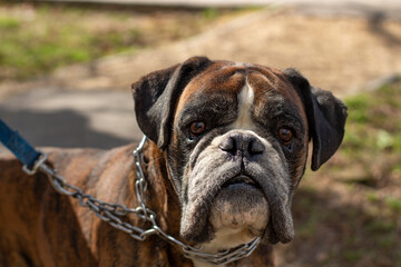 Dog breed boxer. Portrait of a dog. Pet on a chain.