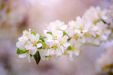 appletree blossom branch in the garden in spring
