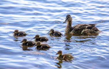 Wild duck with small ducklings swims on the water

