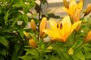 Fototapeta premium The Lily yellow blossom in garden on background green sheet.