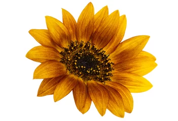 Fotobehang sunflower flower isolated © ksena32
