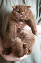 imposante, extrem hübsche Britisch Kurzhaar Katze 