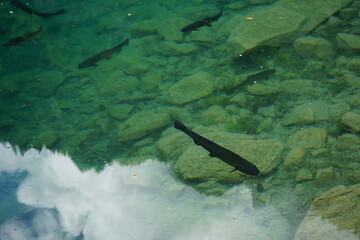 fish swimming in the water