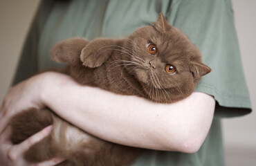 imposante, extrem hübsche Britisch Kurzhaar Katze 