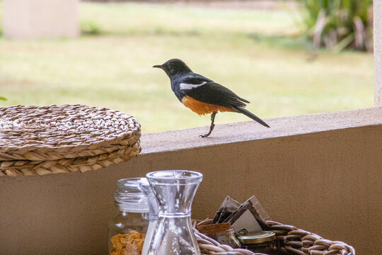 Vogel am Frühstückstisch auf der Veranda in Südafrika