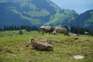 Alpine cows chilling on the mountain
