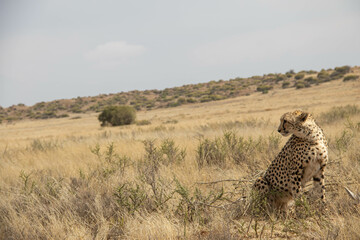Gepard im Tiger Canyon in Südafrika © Boris