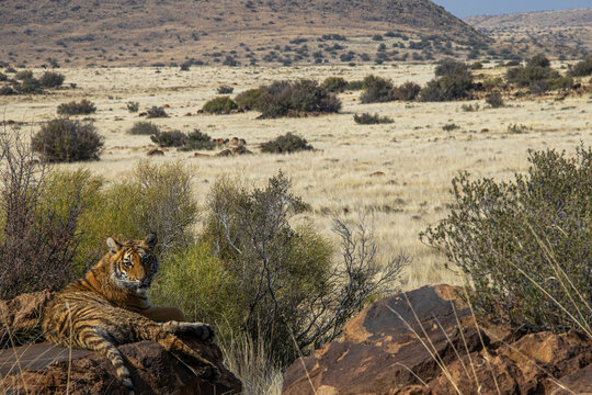 Tiger in der weitl&auml;ufigen Landschaft des Tiger Canyon in der Karoo in S&uuml;dafrika