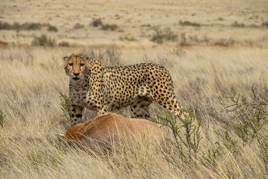 Gepard im Tiger Canyon in S&uuml;dafrika