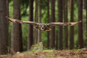 Owl in forest