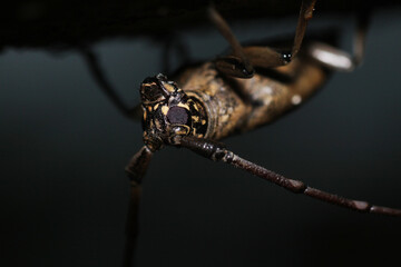 Cerambycidae macro photo 