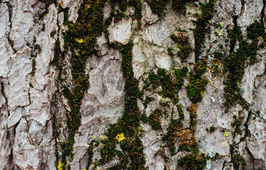 The texture of the tree bark. Tree in the park close-up. Relief texture and background.