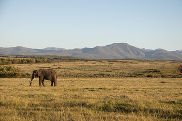 Fototapeta na wymiar Elefant an der Garden Route in Südafrika