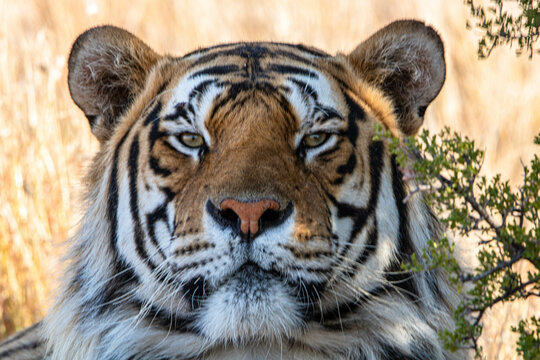 Tiger Canyon in S&uuml;dafrika