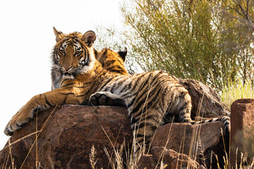 Frei lebende Tiger in Südafrika