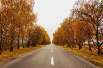 Autumn road among yellow trees