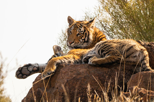 Frei lebender Tiger im Tiger Canyon in S&uuml;dafrika