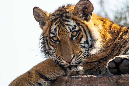 Frei lebender Tiger im Tiger Canyon in S&uuml;dafrika