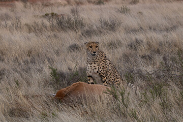 Gepard mit Beute in Südafrika