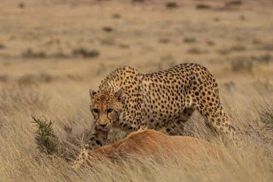 Gepard mit erbeutetem Blessbock in S&uuml;dafrika