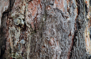 The texture of the tree bark. Tree in the park close-up. Relief texture and background.