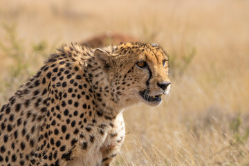 Naklejka premium Gepard in Südafrika