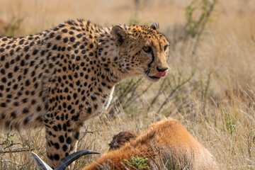 Gepard im Tiger Canyon in Südafrika